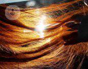 come-si-realizza-il-trapianto-dei-capelli immagine dell'articolo