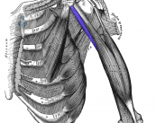 L'artroscopia della spalla e il suo trattamento