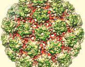 progressi-medici-nella-cura-del-virus-del-papilloma-umano immagine dell'articolo
