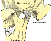 protesi-acustiche-osteointegrate-come-funzionano immagine dell'articolo