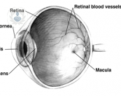 il-glaucoma-la-principale-causa-della-cecita-irreversibile immagine dell'articolo