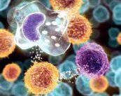 immunita-autoimmunita-e-allergia-facciamo-chiarezza immagine dell'articolo