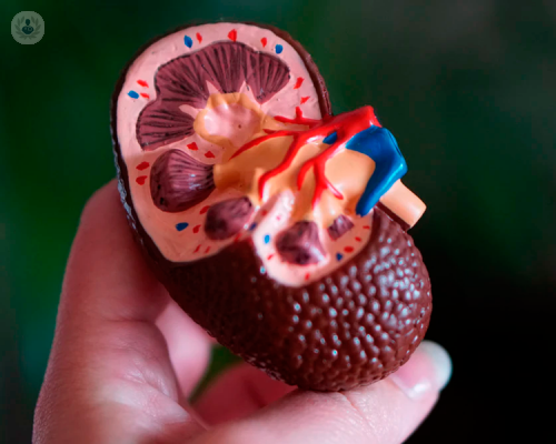 nefropatia-diabetica-quando-rivolgersi-ad-uno-specialista immagine dell'articolo