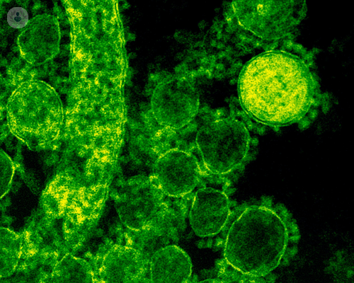 papillomavirus-hpv-ad-alto-e-basso-rischio immagine dell'articolo