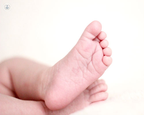 i-plantari-tipologie-e-come-funzionano immagine dell'articolo