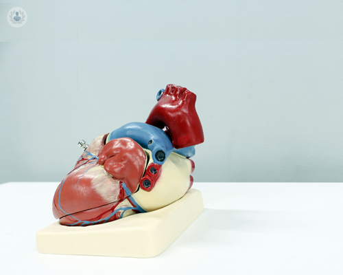 anatomia-cardiaca-scopriamo-come-e-fatto-il-cuore immagine dell'articolo