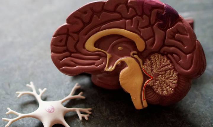 terapia-chirurgica-dell-epilessia-farmaco-resistente immagine dell'articolo