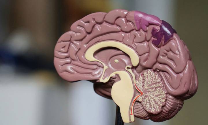 cosa-sono-gli-adenomi-ipofisari immagine dell'articolo