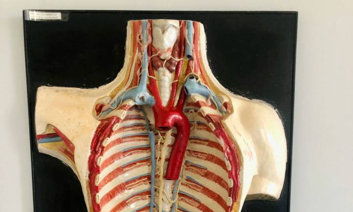 qual-e-il-ruolo-delle-arterie-carotidi immagine dell'articolo