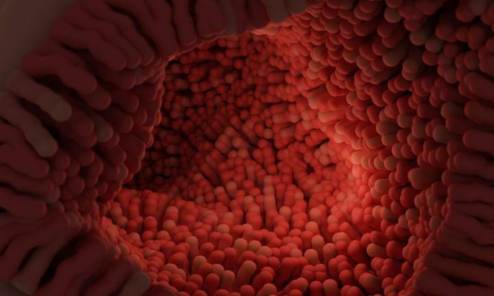 microbioma-intestinale-il-suo-ruolo-nella-salute-digestiva immagine dell'articolo