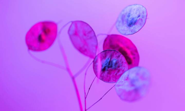 micropolicistosi-ovarica-pcos-tutto-quello-che-devi-sapere immagine dell'articolo