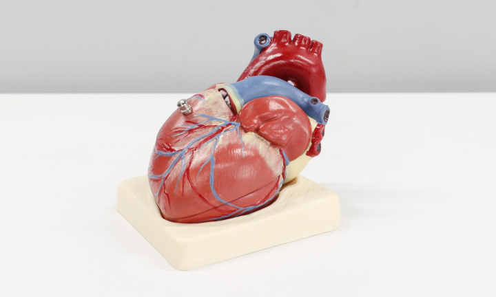 aritimia-cuore-batte-fuori-tempo immagine dell'articolo