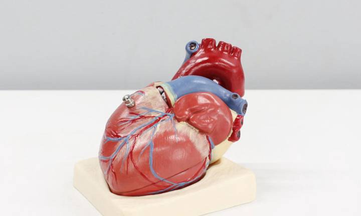 cardiopatie-congenite-cosa-sapere immagine dell'articolo