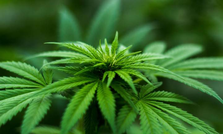 cannabis-salute-respiratoria-una-questione-controversa immagine dell'articolo