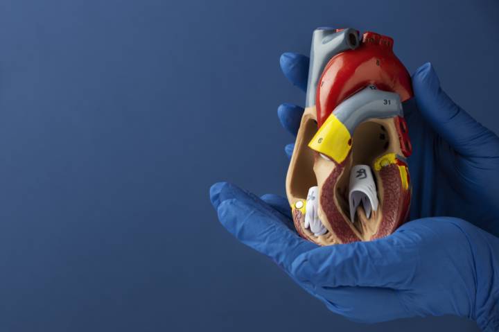 chirurgia-valvolare-minimamente-invasiva-cuore immagine dell'articolo