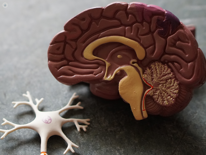 modellino di un cervello e delle sinapsi