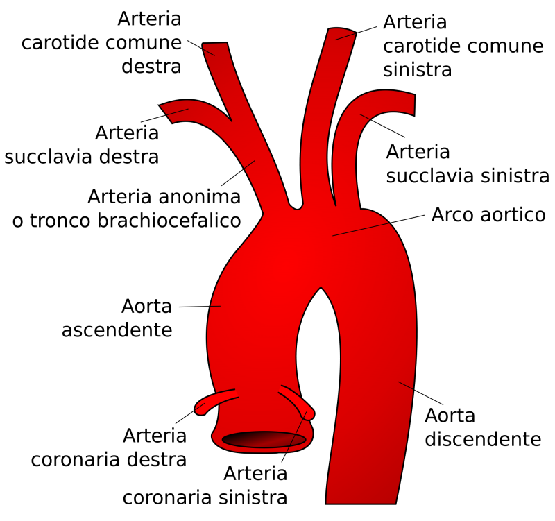 immagine di un'arteria