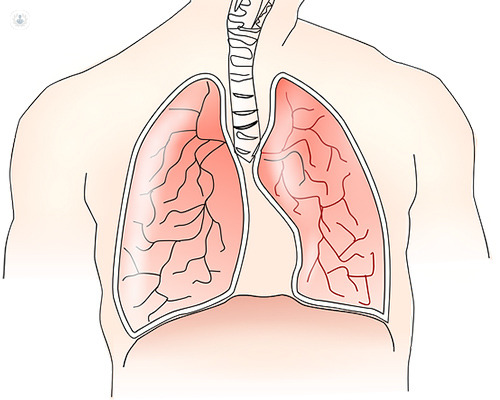 immagine di polmoni