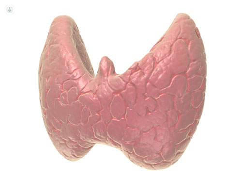 modellino della tiroide