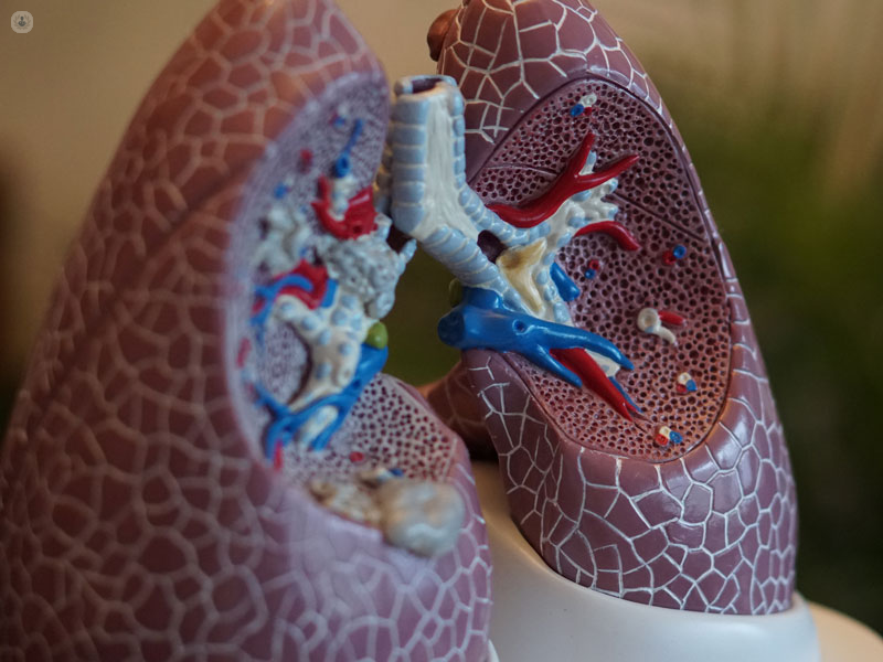 modellino 3D dei polmoni