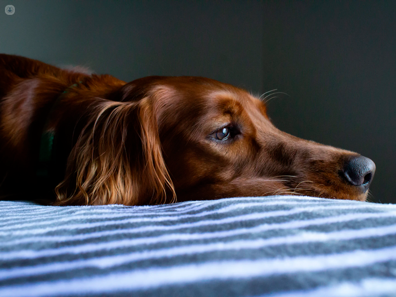 Cane