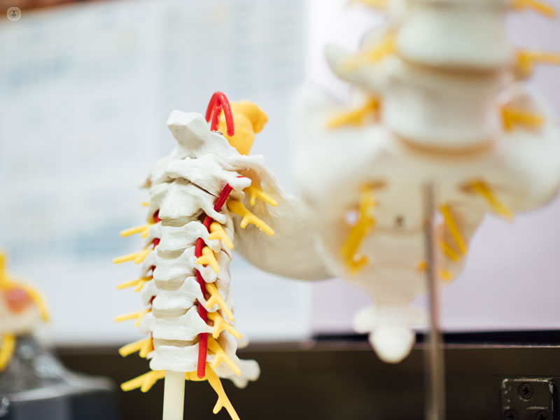 modellino della colonna vertebrale