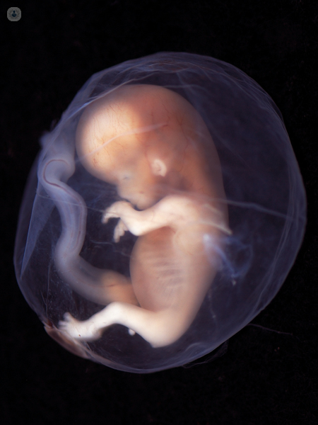 feto durante la gravidanza