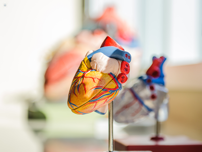 cuore anatomico