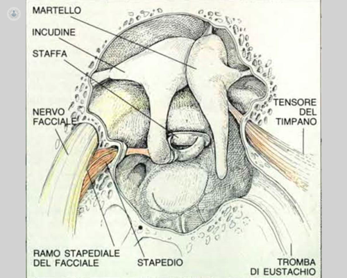 immagine tecnica della struttura dell'orecchio